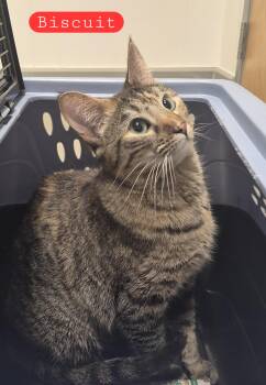 Domestic Short Hair Cats Available for Adoption in Blue Springs, Missouri - Biscuit | PetCurious