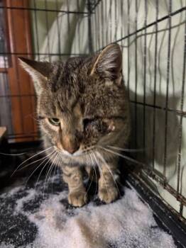 Domestic Short Hair Cats Available for Adoption - Rusty | PetCurious
