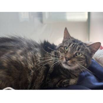 Mabel -  Domestic Short Hair Cat for Adoption in Alexandria, Virginia - Mabel | PetCurious