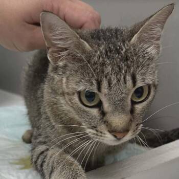 Olivia -  Domestic Short Hair Cat for Adoption in Newcastle, Oklahoma - Olivia | PetCurious