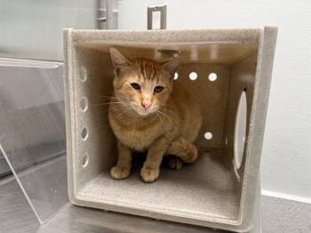 CLOVER -  Domestic Short Hair Cat for Adoption in Antioch, California - CLOVER | PetCurious