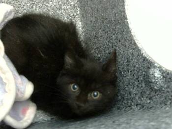 Rescue Domestic Short Hair Cats for Adoption in Dallas, Texas - RILEY | PetCurious