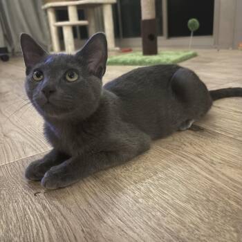 Jaws -  Russian Blue Cat for Adoption in Bentonville, Arkansas - Jaws | PetCurious