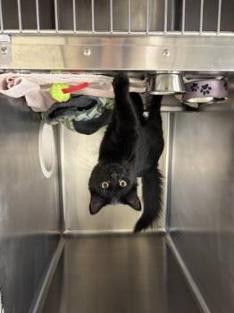 MARLEEN -  Domestic Medium Hair Cat for Adoption in Hagerstown, Maryland - MARLEEN | PetCurious