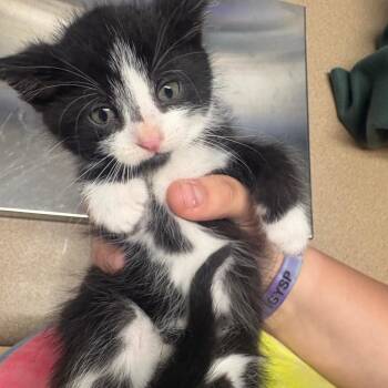 Truff -  American Shorthair Cat for Adoption in Tipton, Iowa - Truff | PetCurious