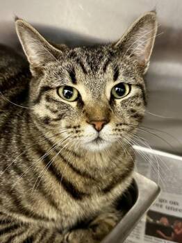 Domestic Short Hair Cats Available for Adoption - Zeus | PetCurious
