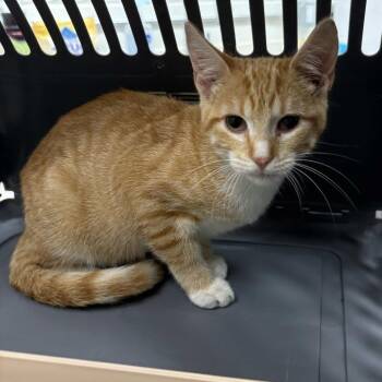 Sugar -  Domestic Short Hair Cat for Adoption in Beaumont, Texas - Sugar | PetCurious