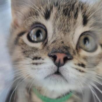 Acrobat -  Domestic Short Hair Cat for Adoption in Durango, Colorado - Acrobat | PetCurious
