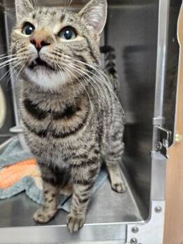 Domestic Short Hair Cats Available for Adoption in Barron, Wisconsin - April | PetCurious