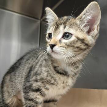 Domestic Short Hair Cats Available for Adoption in Greenville, South Carolina - Ambrosia | PetCurious