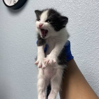 Rescue Domestic Medium Hair Cats for Adoption in Riverside, California - Snail | PetCurious