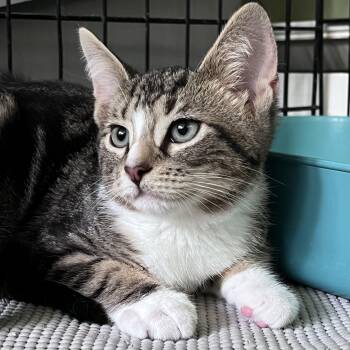 Samson -  Domestic Short Hair Cat for Adoption in Maplewood, New Jersey - Samson | PetCurious