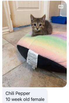 Chili Pepper -  Domestic Short Hair Cat for Adoption in Mustang, Oklahoma - Chili Pepper | PetCurious