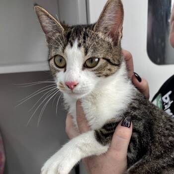 Gummy Bear -  Domestic Short Hair Cat for Adoption - Gummy Bear | PetCurious
