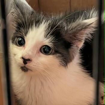 Cricket -  Domestic Medium Hair Cat for Adoption in Little Mountain, South Carolina - Cricket | PetCurious
