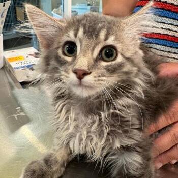 Fiona -  Domestic Medium Hair Cat for Adoption in West Des Moines, Iowa - Fiona | PetCurious