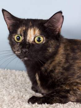 Iris -  Domestic Short Hair Cat for Adoption in Gilbert, Arizona - Iris | PetCurious