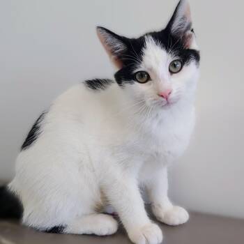 Rescue Domestic Short Hair Cats for Adoption in Belmont, New York - Susie Carmichael | PetCurious