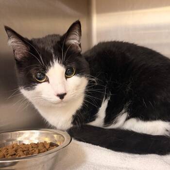 Benji -  Domestic Short Hair and Mixed Breed Cat for Adoption in Indianapolis, Indiana - Benji | PetCurious