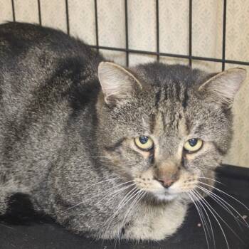 Rescue Domestic Short Hair Cats for Adoption in Cleveland, Mississippi - Cantaloupe | PetCurious