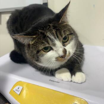 Rescue Domestic Short Hair Cats for Adoption in Tampa, Florida - Mia Rose | PetCurious