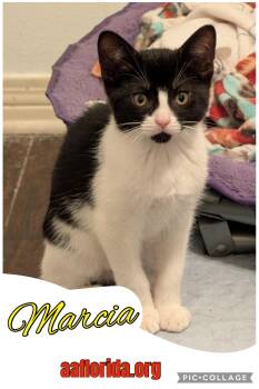 Marcia -  Tuxedo and American Bobtail Cat for Adoption in Pensacola, Florida - Marcia | PetCurious