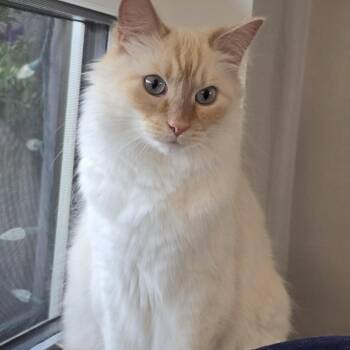Ghost -  Siamese Cat for Adoption in Burnaby, British Columbia - Ghost | PetCurious