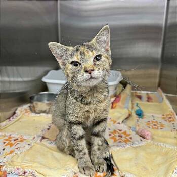 Rescue Domestic Short Hair Cats for Adoption in Hannibal, Missouri - Kalisi Verede | PetCurious