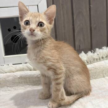 Little Marco -  Domestic Short Hair Cat for Adoption in Harlingen, Texas - Little Marco | PetCurious