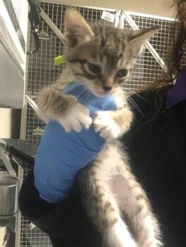 Domestic Short Hair Cats Available for Adoption in Conroe, Texas - A426909 | PetCurious