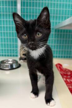 26-18 Raven -  Domestic Short Hair Cat for Adoption in St. Helens, Oregon - 26-18 Raven | PetCurious