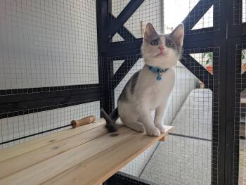 Domestic Short Hair Cats Available for Adoption - Wallaby | PetCurious