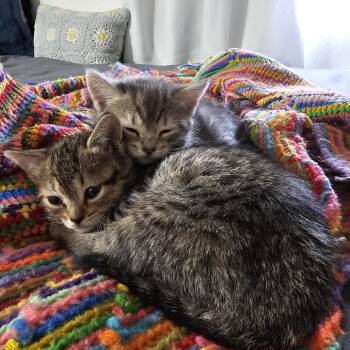Vintage Denim -  Domestic Short Hair Cat for Adoption in Las Vegas, Nevada - Vintage Denim | PetCurious
