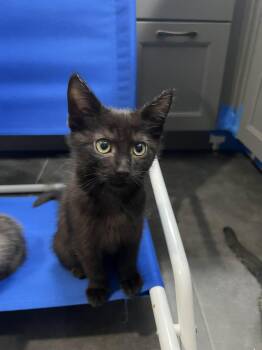 Oden -  Domestic Short Hair Cat for Adoption in Visalia, California - Oden | PetCurious