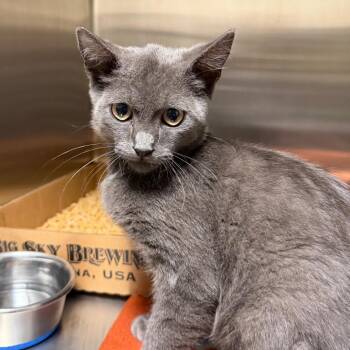 Hermes -  Domestic Short Hair Cat for Adoption in Cody, Wyoming - Hermes | PetCurious