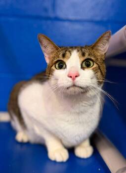 Rocky -  Domestic Short Hair Cat for Adoption in Clarkesville, Georgia - Rocky | PetCurious