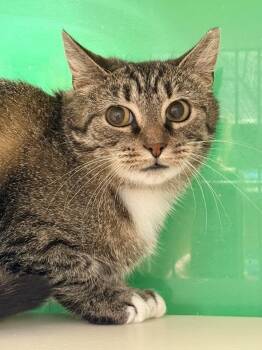 Jeanne -  Domestic Short Hair Cat for Adoption in Cleveland, Ohio - Jeanne | PetCurious