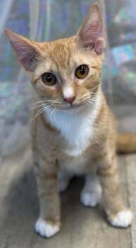Grimes -  Domestic Short Hair Cat for Adoption in Shreveport, Louisiana - Grimes | PetCurious