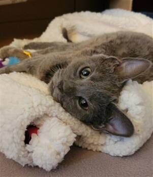 Domestic Short Hair Cats Available for Adoption - ROXY | PetCurious