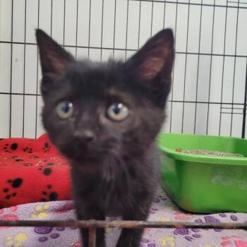 Domestic Short Hair Cats Available for Adoption in Clarksdale, Mississippi - Rebecca | PetCurious