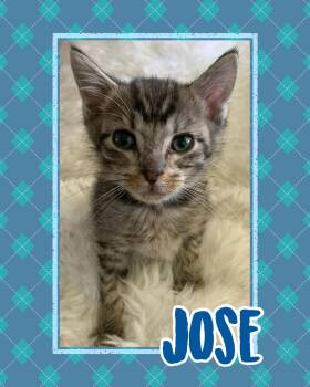 Jose -  Tabby Cat for Adoption in Pasco, Washington - Jose | PetCurious