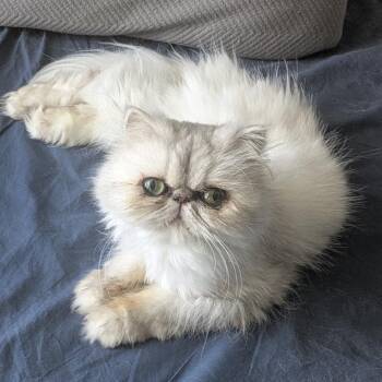 CHARLOTTE -  Persian Cat for Adoption in Valparaiso, Indiana - CHARLOTTE | PetCurious