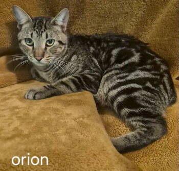 Rescue Domestic Short Hair and American Bobtail Cats for Adoption in Oviedo, Florida - Orion | PetCurious