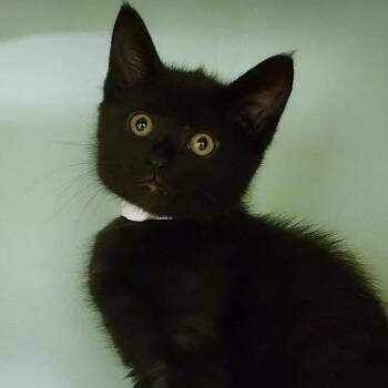 Shakespeare -  Domestic Short Hair Cat for Adoption in Shinnston, West Virginia - Shakespeare | PetCurious