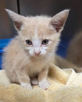Domestic Short Hair Cats Available for Adoption in Ocala, Florida - Sunkist | PetCurious