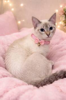Siamese Cats Available for Adoption in Gun Barrel City, Texas - Dylan & Maddox | PetCurious