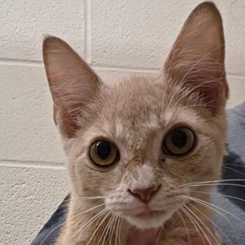 Pumpkin -  Domestic Short Hair Cat for Adoption in Zanesville, Ohio - Pumpkin | PetCurious