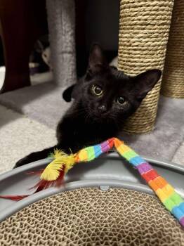 Rescue Domestic Short Hair Cats for Adoption in Ottawa, Ontario - Ruby | PetCurious