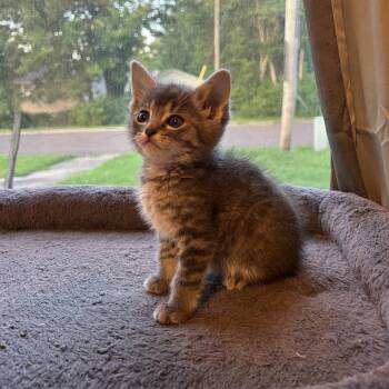 Mortie -  Domestic Short Hair Cat for Adoption in Springfield, Missouri - Mortie | PetCurious