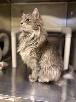 Norwegian Forest Cat and Maine Coon Cats Available for Adoption in Flint Hill, Virginia - Loki | PetCurious